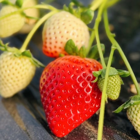 ITEM | NASU FARM VILLAGE ONLINE STORE