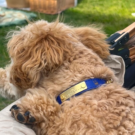 ENGRAVE DOG COLLAR