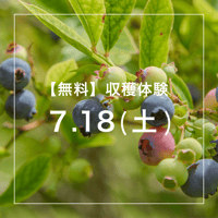 【無料】ブルーベリー収穫体験(お土産なし)参加チケット