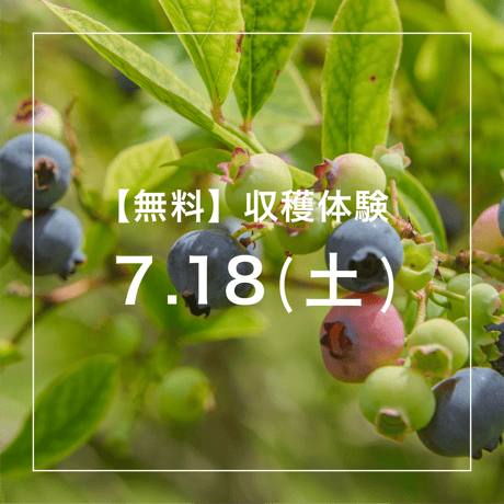 【無料】ブルーベリー収穫体験(お土産なし)参加チケット