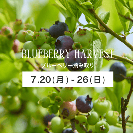 ブルーベリー摘み取り【7/20(月)〜26(日)】チケット