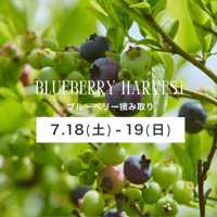 ブルーベリー摘み取り【7/18(土)〜19(日)】チケット