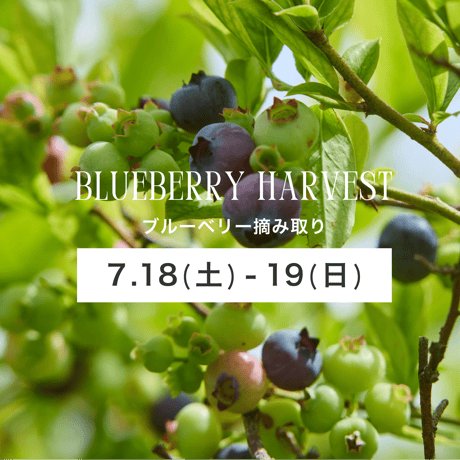 ブルーベリー摘み取り【7/18(土)〜19(日)】チケット