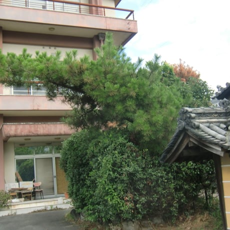 庭木活力　（樹幹埋設　モリブデン）