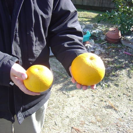 「庭木元気 120g」