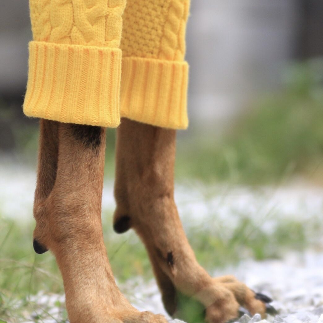 Cable Knit Pullover for Dogs WHITE | bowsnuggle