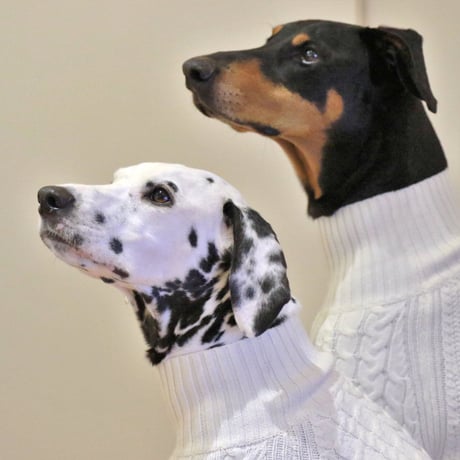 Cable Knit Pullover for Dogs　WHITE　JPY8,900+10%TAX