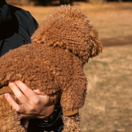 【小型犬用】　POODLE FOODIE MINI　BROWN　JPY5,800+10%TAX