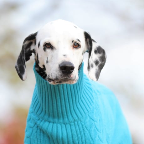 Cable Knit Pullover for Dogs　BLUE　JPY8,900+10%TAX