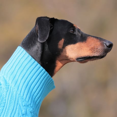 Cable Knit Pullover for Dogs　BLUE　JPY8,900+10%TAX