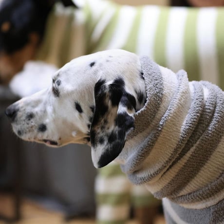 Fuzzy Stripe High-neck Rompers　GRAY Stripe　JPY10,500+10%TAX