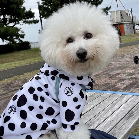 【小型犬用】　DARE-DAL Hoodie mini　JPY5,200+10%TAX