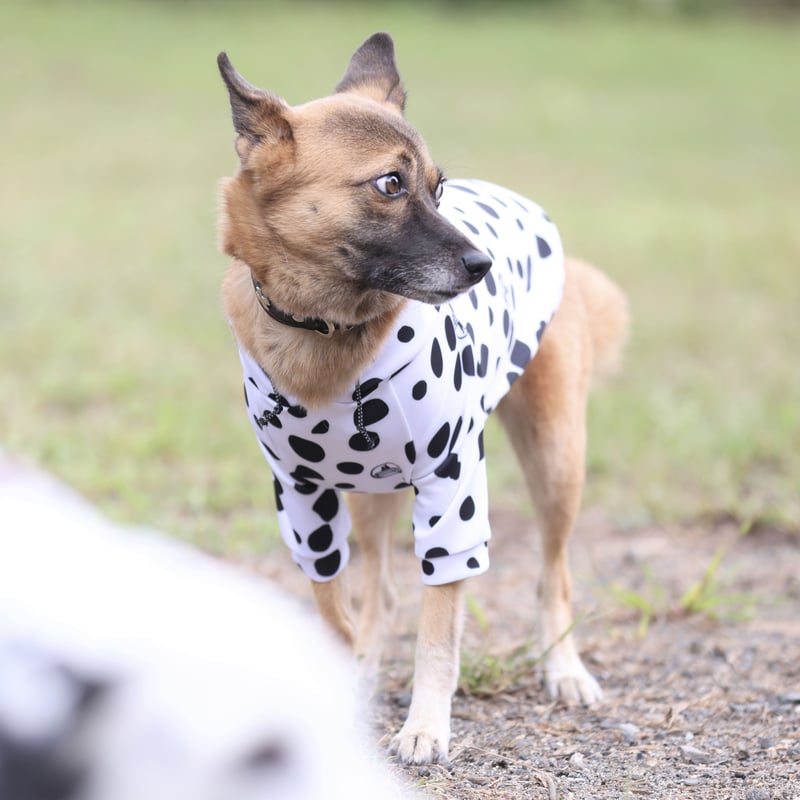 小型犬用】 DARE-DAL Hoodie mini JPY5,200+10%TAX | b