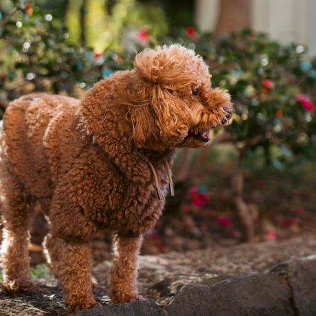 【小型犬用】　POODLE FOODIE MINI　BROWN　JPY5,800+10%TAX