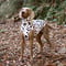 DARE-DAL Ⅱ High-neck　DALMATIAN　JPY7,600+10%TAX