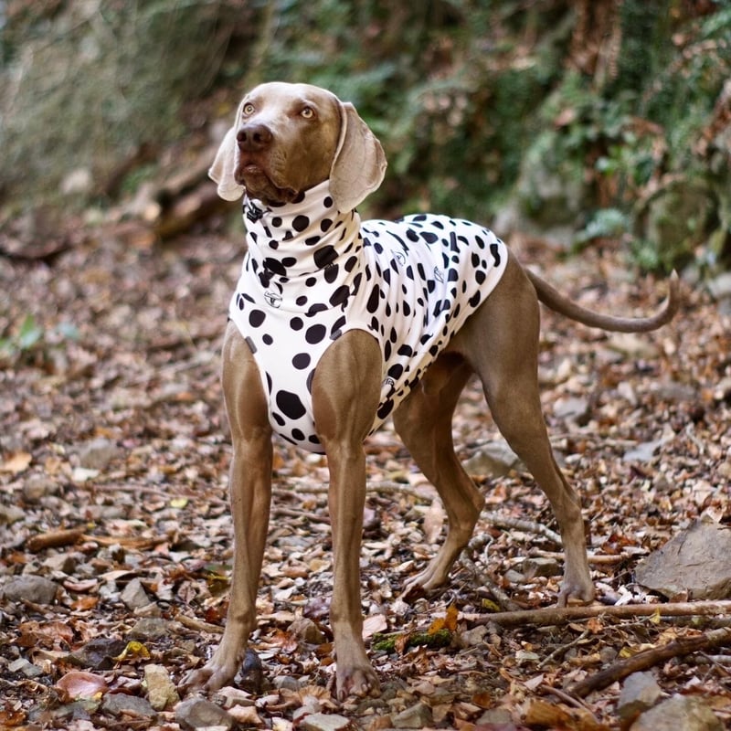 テッドベア ダルメシアン DARE-DAL Ⅱ High-neck DALMATIAN JPY7,600+10%TAX