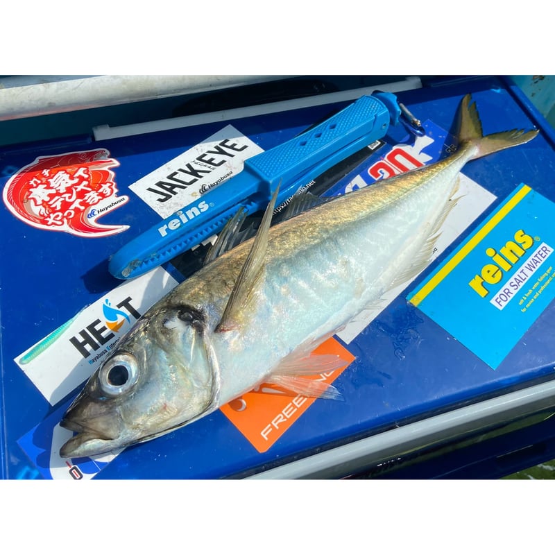 アジング ワーム 46パックセット reins ClearBlue 34 等 アジング ワーム 46パックセット reins ClearBlue 34 等 - メルカリ