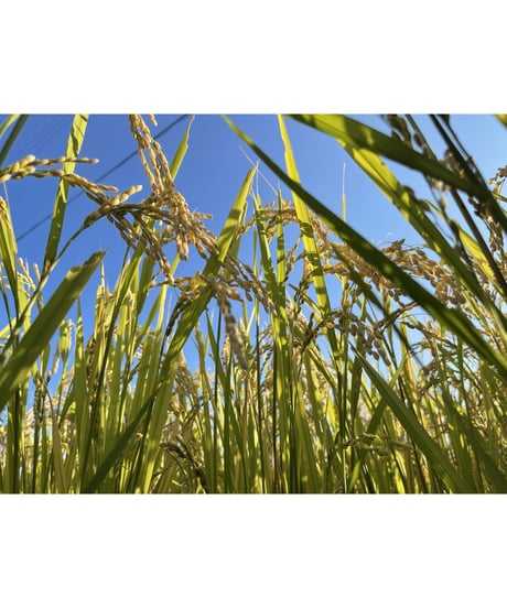 【定期便】令和７年産　七〇八米 蛍HOTARU１０kg 合鴨&アヒル農法　白米玄米選択可　要記入