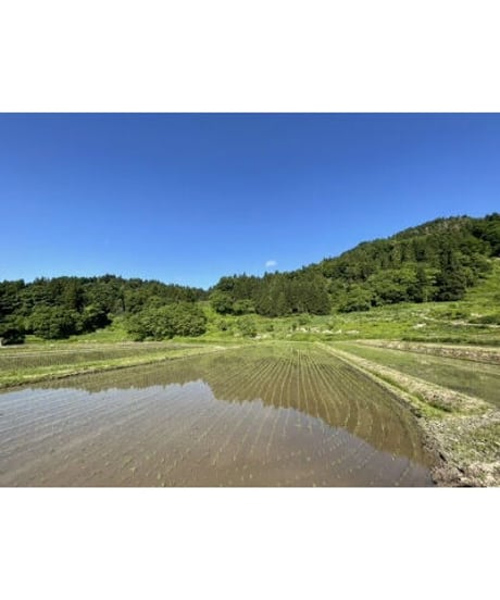 令和７年産　七〇八米　黒KURO       １０kg