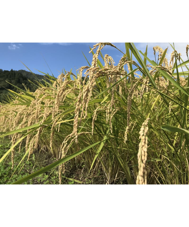 焙煎米茶 2pc入り | Faith Farm's STORE