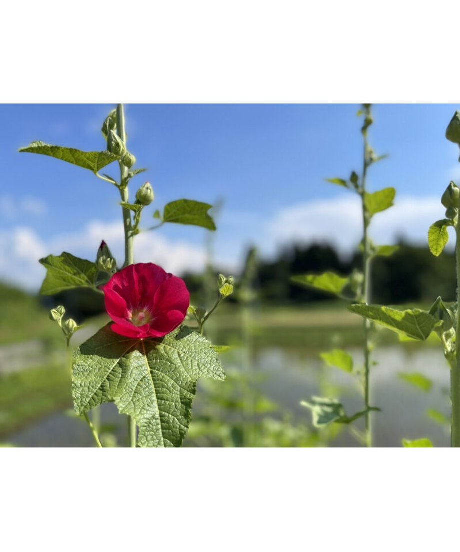 5fd1717072eb460d1934260b