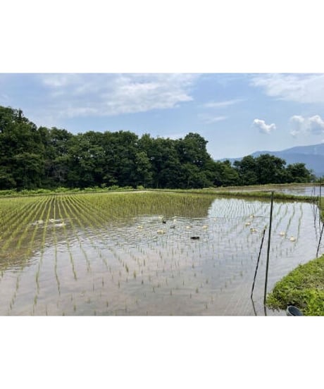 令和７年産 七〇八米 蛍 HOTARU １０kg  合鴨＆アヒル農法