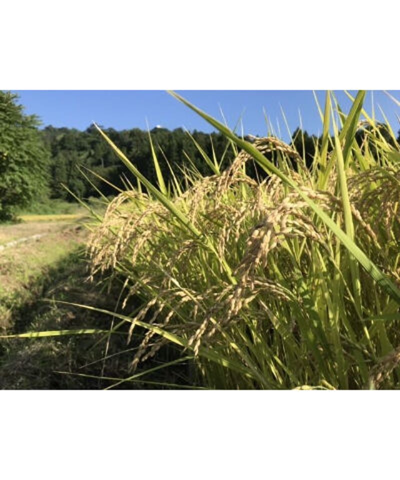 令和7年産 七〇八米 黒KURO 2kg | Faith Farm's STORE