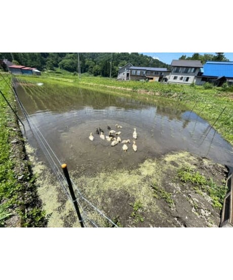 令和７年産 七〇八米 蛍 HOTARU ５kg  合鴨＆アヒル農法