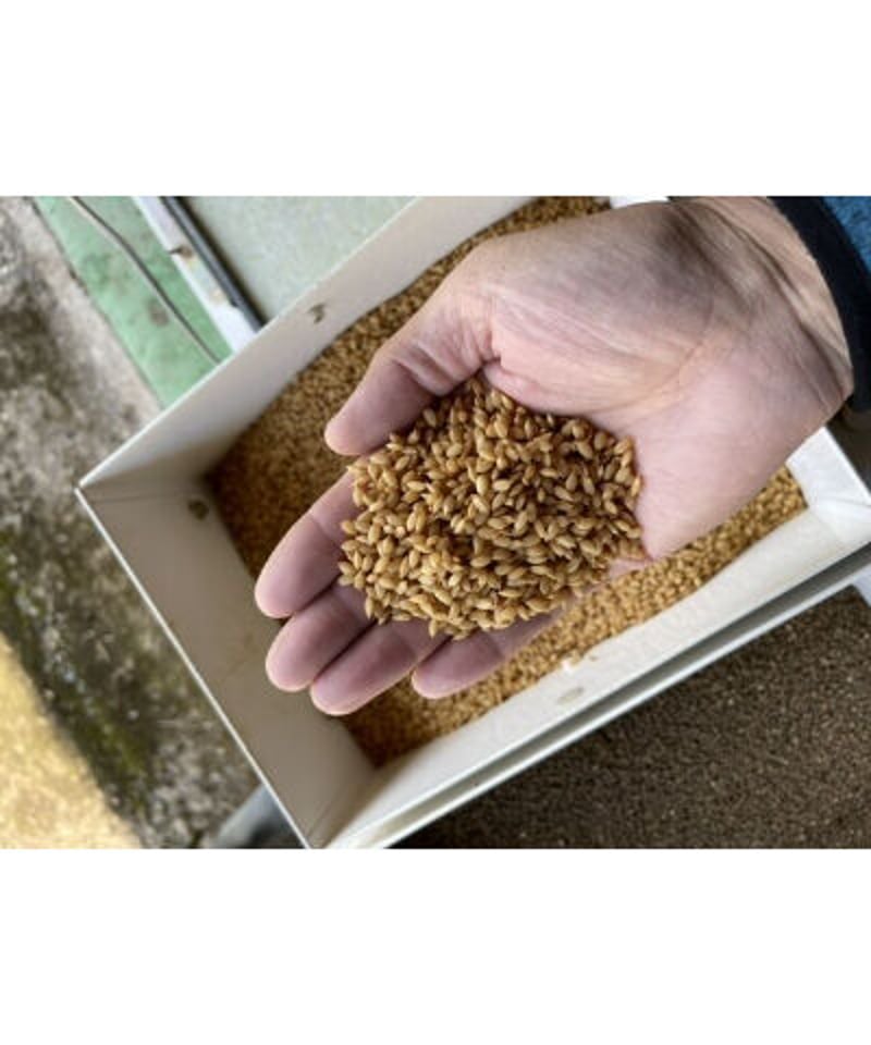 7年度愛知県産 黒米 10Kg 【公式通販】