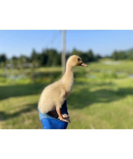 令和７年産 七〇八米 蛍 HOTARU １０kg  合鴨＆アヒル農法