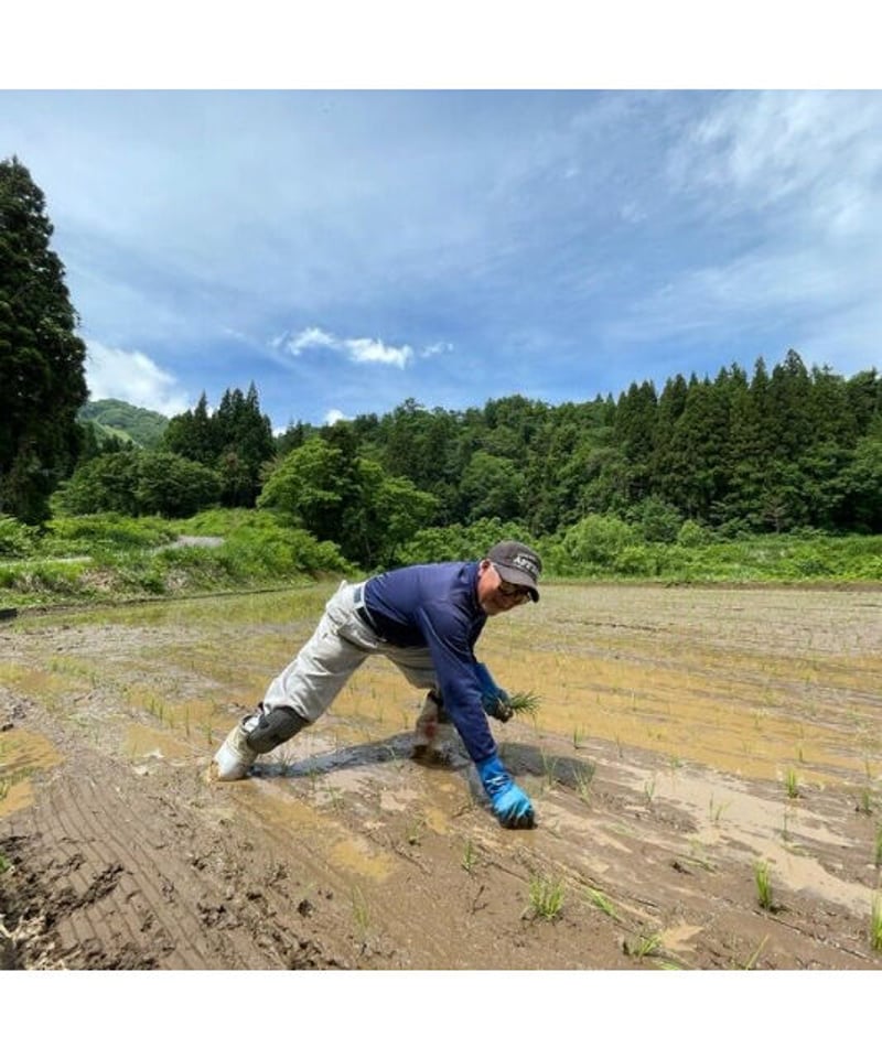 7年度愛知県産 黒米 10Kg 7年度愛知県産 黒米 10Kg - メルカリ