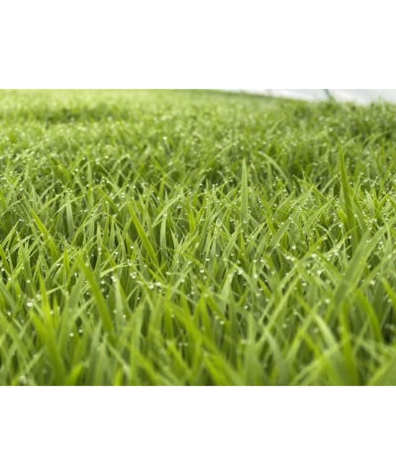 残少…6年度産黒米 20Kg☺︎ ふさおとめ 新米 令和7年産 20kg 令和6年産 米 お米 玄米食でも