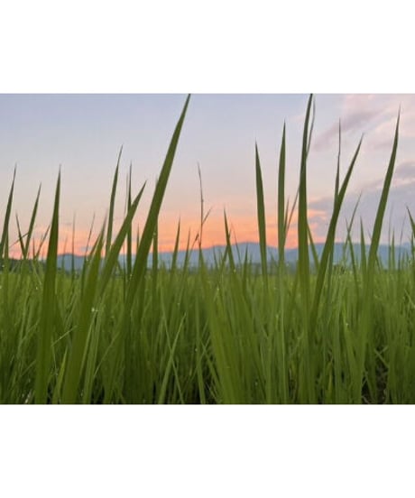 令和７年産　七〇八米　黒KURO       １０kg