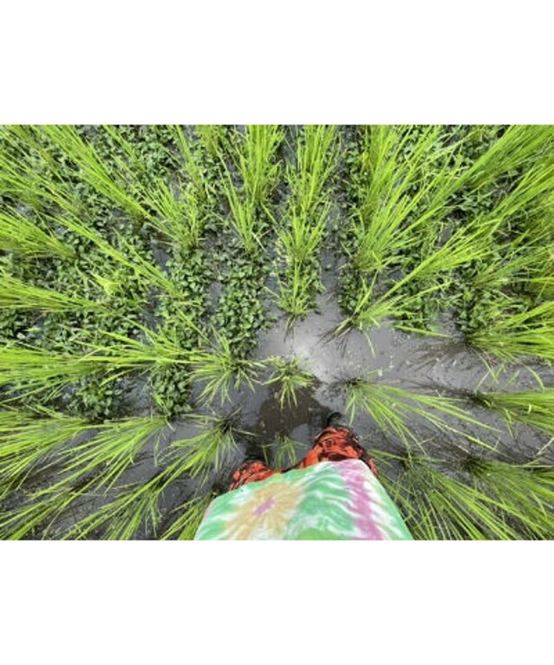 令和7年産 七〇八米 蛍 HOTARU 10kg 合鴨＆アヒル農法 | Faith Farm