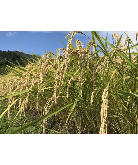 焙煎米茶　10pc入り