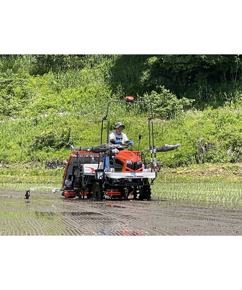 定期便】令和6年産 七〇八米 蛍 HOTARU 5kg 合鴨&アヒル農法 定期便】令和6年産 七〇八米 蛍 HOTARU 5kg 合鴨&アヒル農法
