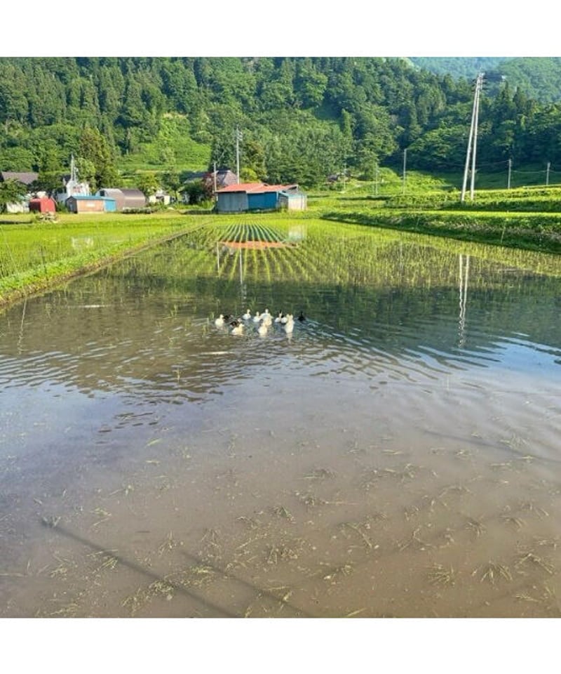 令和7年産 七〇八米 蛍 HOTARU 10kg 合鴨＆アヒル農法 | Faith Farm