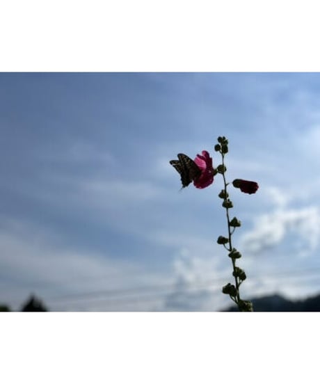 令和７年産 七〇八米 蛍 HOTARU ５kg  合鴨＆アヒル農法