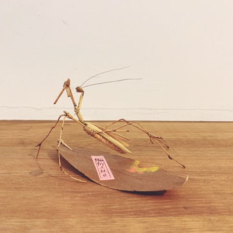 藁細工 | STORES