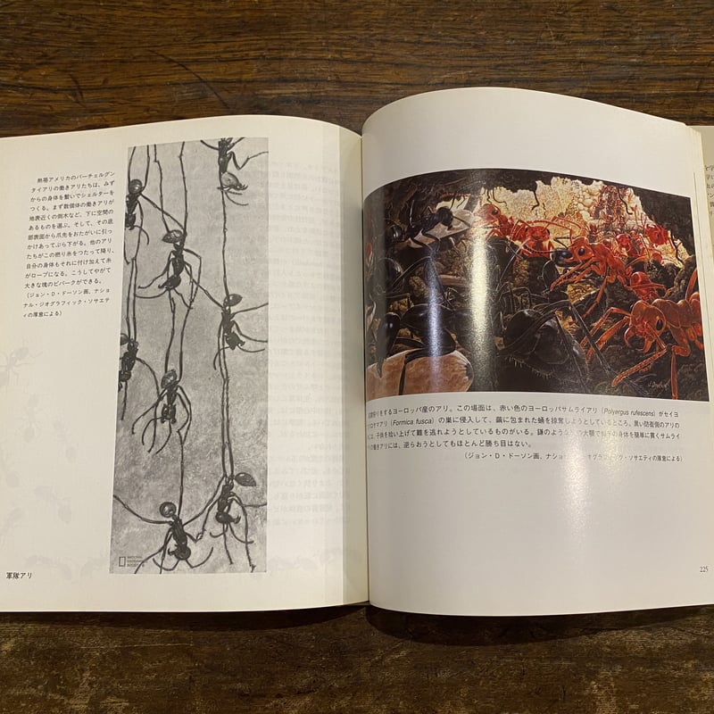 蟻の自然誌 | book cafe 火星の庭 オンラインショップ 蟻の自然誌 | book cafe 火星の庭 オンラインショップ