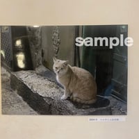 高橋美香 写真プリント「パレスチナで猫に出会う」no.9