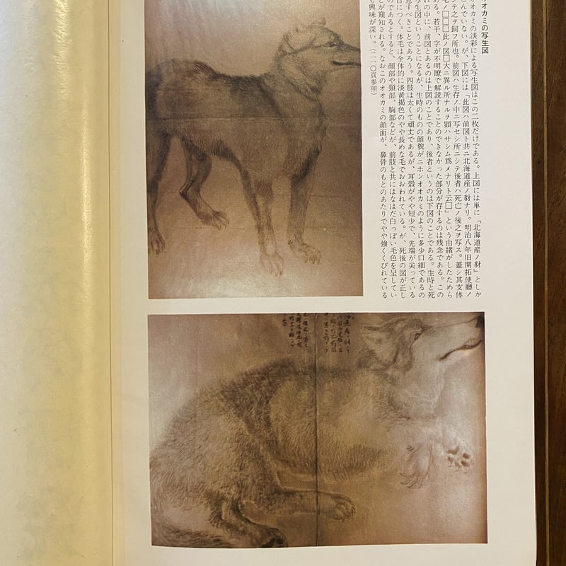 日本産狼の研究 | book cafe 火星の庭 オンラインショップ