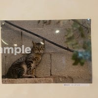 高橋美香 写真プリント「パレスチナで猫に出会う」no.1