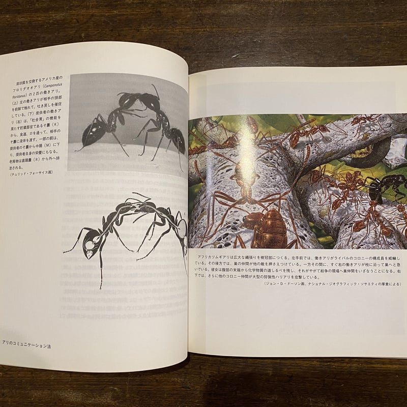 蟻の自然誌 | book cafe 火星の庭 オンラインショップ 蟻の自然誌 | book cafe 火星の庭 オンラインショップ