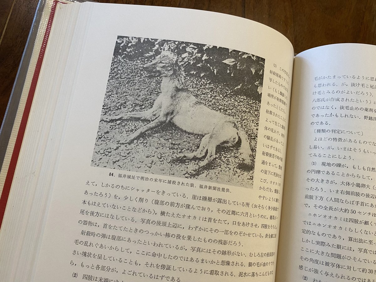 日本産狼の研究 | book cafe 火星の庭 オンラインショップ