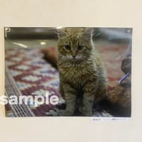 高橋美香 写真プリント「パレスチナで猫に出会う」no.15