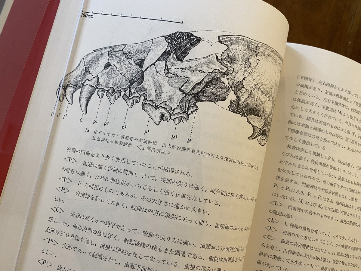 日本産狼の研究 日本産狼の研究(直良信夫 著) / 藤原書店 / 古本、中古本、古