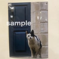 高橋美香 写真プリント「パレスチナで猫に出会う」no.25