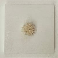 寺村サチコ「cell」