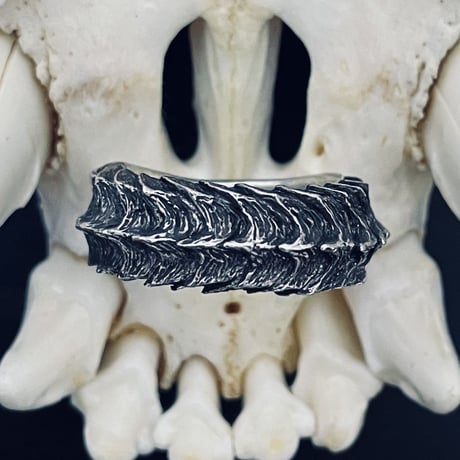Devil’s  horn  ring